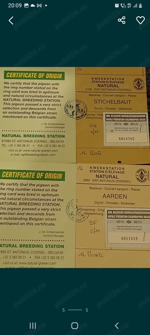 Vand femela porumbei  - imagine 5