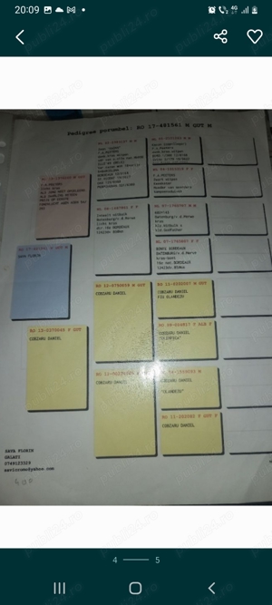 Vand femela porumbei  - imagine 4