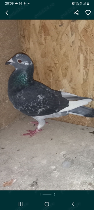 Vand femela porumbei  - imagine 3