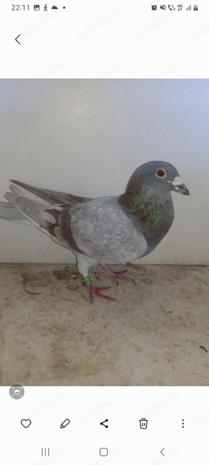 Mascul porumbei  - imagine 2