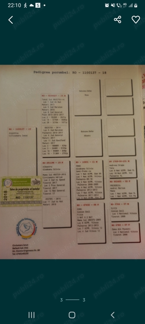 Mascul porumbei  - imagine 3