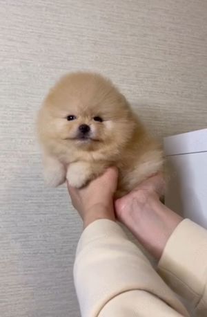 pui Pomeranian mini toy Pr REAL - imagine 4