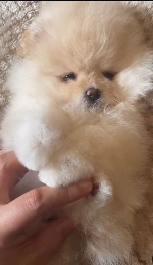 pui Pomeranian mini toy Pr REAL - imagine 3