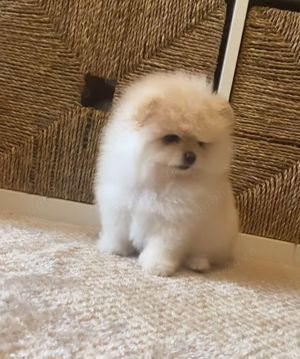 pui Pomeranian mini toy Pr REAL - imagine 2