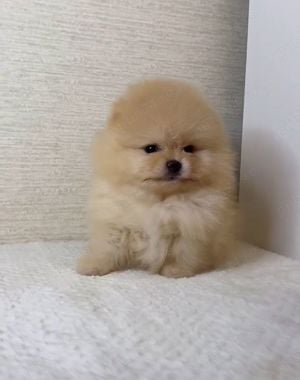 pui Pomeranian mini toy Pr REAL