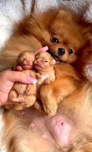 pui Pomeranian mini toy Pr REAL - imagine 5