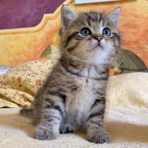 British Shorthair  - imagine 2