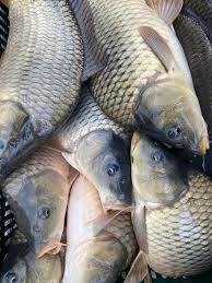 Barca barcuta TOP 2025 GPS Sonar BRUSHED 180 Puncte 15KMH 5,5 KG 800m - imagine 2