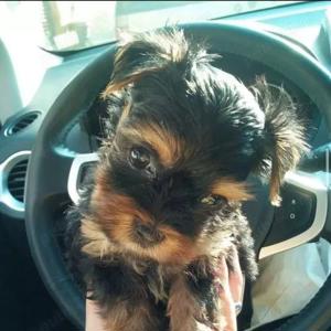 Yorkshire terrieri toy - imagine 2