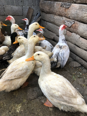 Vand rațe nemute(lesesti)  - imagine 2