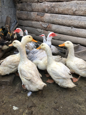 Vand rațe nemute(lesesti)  - imagine 3