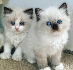 Ragdoll fetițe și băieței  650 lei - imagine 3