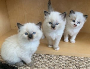 Ragdoll fetițe și băieței  650 lei