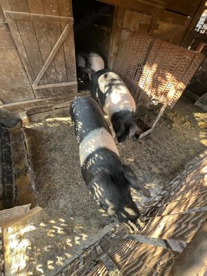 porci de vanzare, 130 - 170 kg - imagine 5