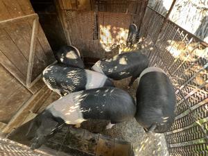 porci de vanzare, 130 - 170 kg - imagine 3