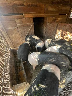 porci de vanzare, 130 - 170 kg - imagine 4