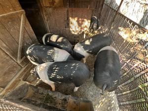 porci de vanzare, 130 - 170 kg - imagine 2