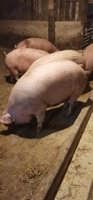 Porci de sacrificat, rasa de carne 