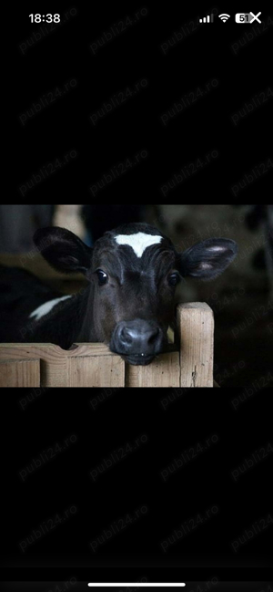 Vitei in carcasa - imagine 2