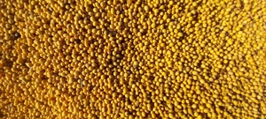 Vând Soia  - imagine 2