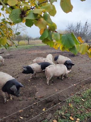 Vand porci bazna de taiat