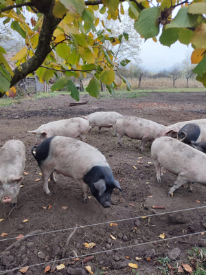 Vand porci bazna de taiat - imagine 2