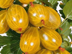 Butasi Agrisi Soiul Invicta -Si Alte Soiuri In Comentariu