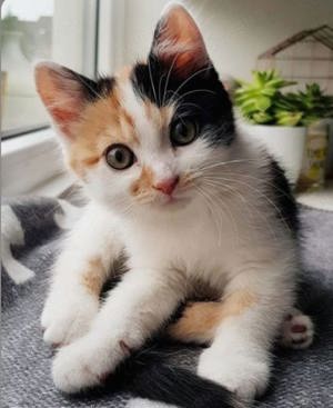 Calico cu ochișori  albaștri  - imagine 4