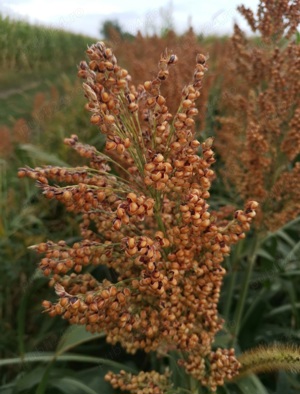 Samanta iarba Certificata coasa , pasune , Iarba sudan ,Sorg rosu  - imagine 3