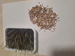 Samanta iarba Certificata coasa , pasune , Iarba sudan ,Sorg rosu  - imagine 4