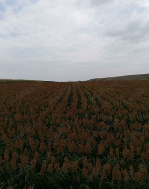 Samanta iarba Certificata coasa , pasune , Iarba sudan ,Sorg rosu  - imagine 2