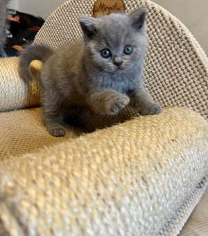 British Shorthair 