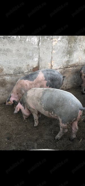 Porci rasa de carne - imagine 3