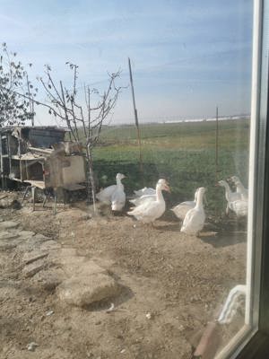 giste de vinzare - imagine 3