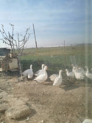 giste de vinzare - imagine 2