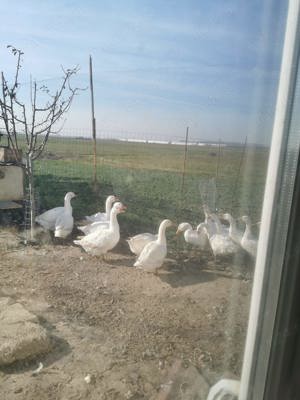 giste de vinzare - imagine 5