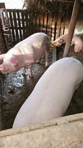 Vând porci Șoimuș 