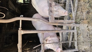 Vând porci Șoimuș  - imagine 2