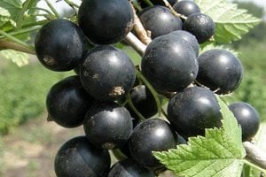 Butasi Coacaz Soiul  Perla Si Alte Soiuri In Comentariu