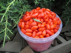 Butasi Goji Soiul Ningxia Si Alte Soiuri In Comentariu