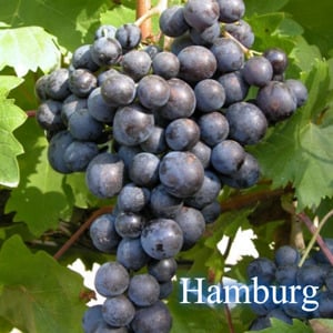 Butasi Vie Soiul Hamburg Si Alte Soiuri In Comentariu