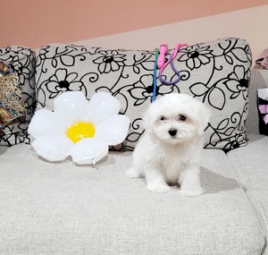 Bîchon maltez toy - imagine 2