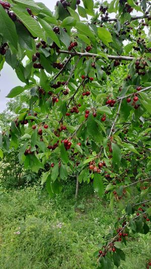 Vand casa su gradina , Baiceni , Judetul Iasi  - imagine 3