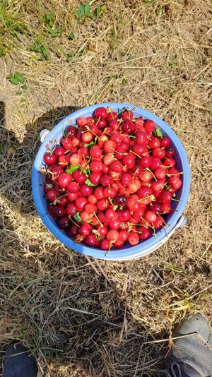 Vand casa su gradina , Baiceni , Judetul Iasi  - imagine 2