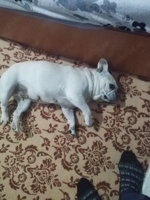 Femelă buldog francez - imagine 3