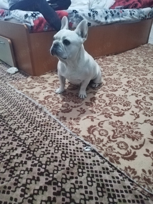 Femelă buldog francez - imagine 4