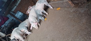 vand purcei - imagine 2