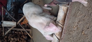 vand purcei - imagine 3