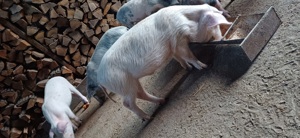 vand purcei - imagine 4