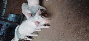 vand purcei - imagine 5